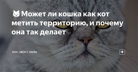 🐱Может ли кошка как кот метить территорию, и почему она так делает ...