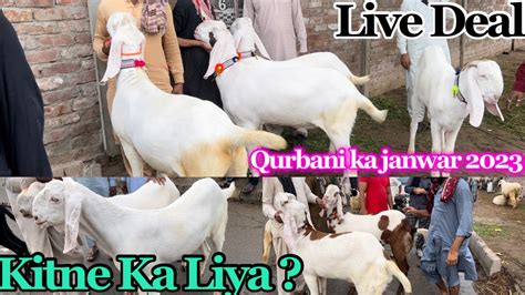 Qurbani Ke Janwar Bakra Mandi Lahore Bakra Mandi Shahpur