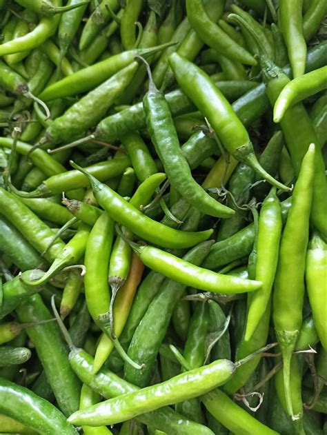 A Grade Fresh Green Chilli Pan India Packaging Size Kg At Rs