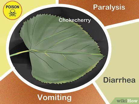 3 Ways to Identify Trees by Leaves - wikiHow