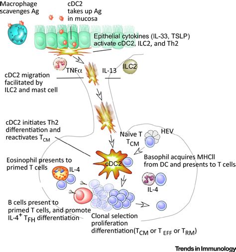 Professional And Amateur Antigen Presenting Cells In Type Immunity