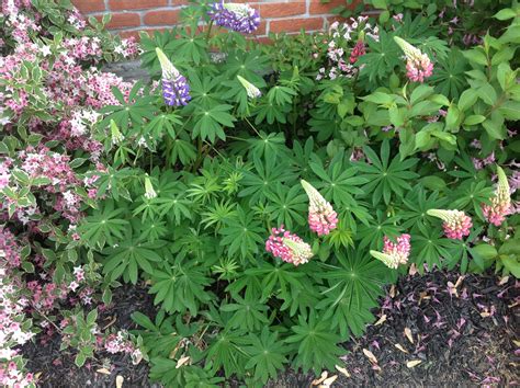 Cone shaped flowers that are full of blooms...first come out as purple ...