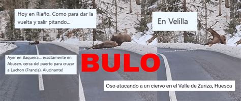 Este vídeo de un oso atacando a un ciervo no es en España Maldita es