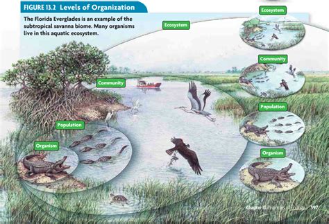 Levels Of Organization Biomes Ecosystem Activities Aquatic Ecosystem