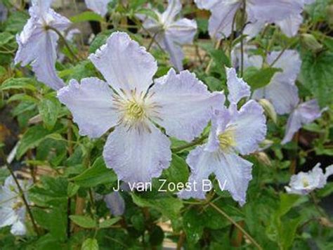 Blekitny Aniol | Clematis 'Blekitny Aniol' online kaufen