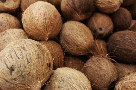 A Grade Pollachi Semi Husked Coconut Coconut Size Medium At Rs Kg