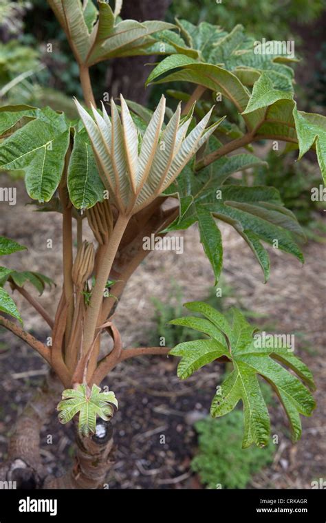 The rice paper plant hi-res stock photography and images - Alamy