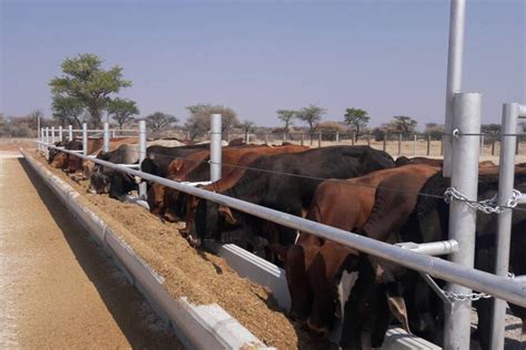 Completed Annasruh Feedlot Projected To Accommodate Cattle The