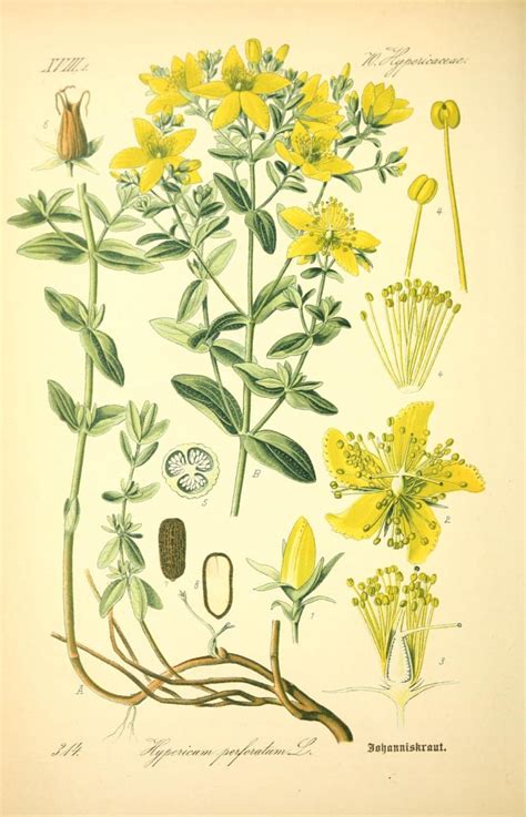 Зверобой — лечебные свойства растения, применение, как отличить » Перуница