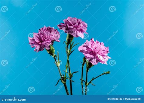 Pink Carnations Flowers On A Blue Background Stock Image Image Of