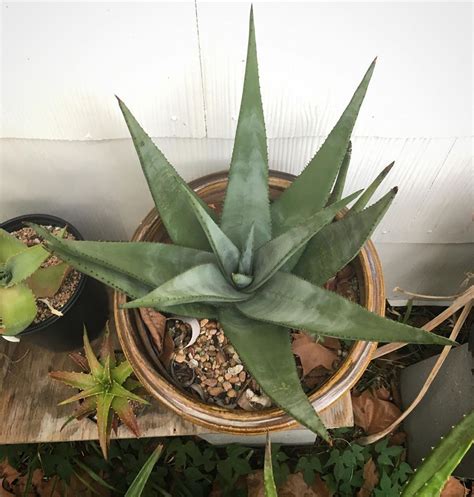 Aloe Wickensii Aloe All The Way The Way Back