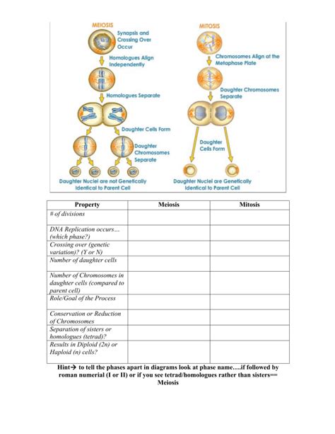 Mitosis Meiosis Comparison