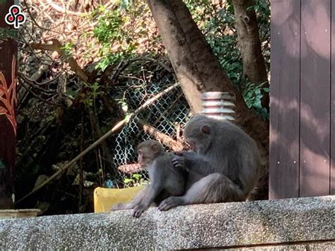 獼猴保育降級私養亂象層出不窮 林務局：依法仍不得飼養 生活 中時