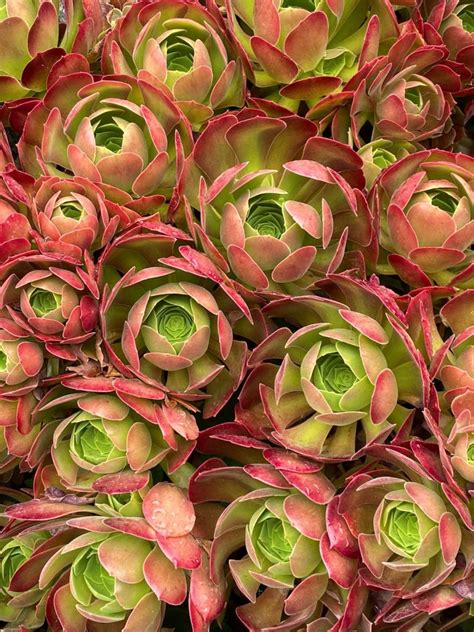 Aeonium Care Guide How To Grow And Maintain Your Tree Houseleeks The Arches