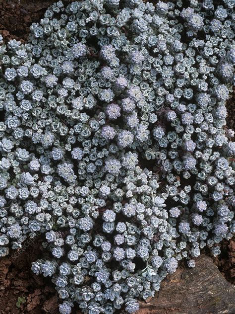 Broadleaf Stonecrop Sedum Cape Blanco Stock Image B6200468