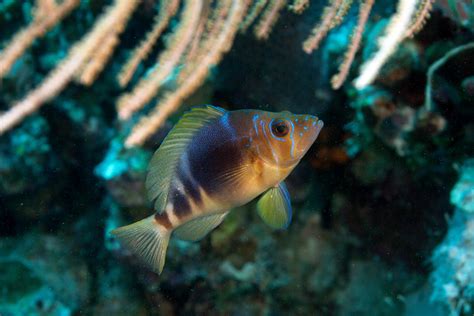Destination Spotlight: Bonaire | Maduro Dive | Exclusive Scuba Diving