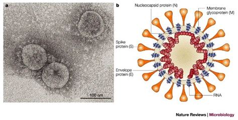 Structure Du Sars Cov Nature Reviews Microbiology