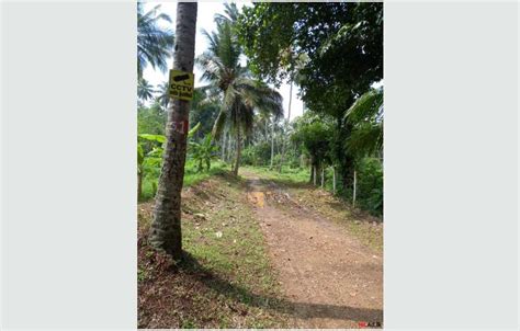 Land For Sale In Kurunegala Coconut Estate Property Estates Hitad Lk