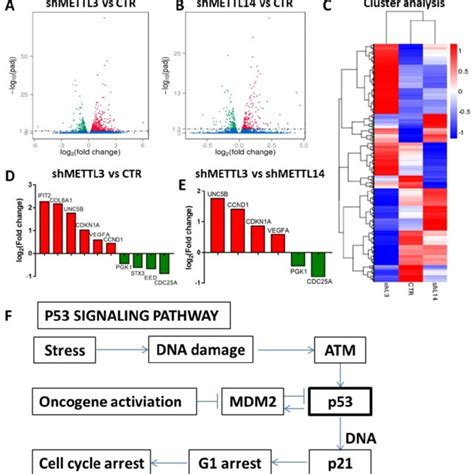 Mettl Mainly Promote Cell Proliferation And Cell Cycle In K And