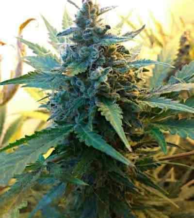 Auto Somango Strain Linda Seeds THC 15 20