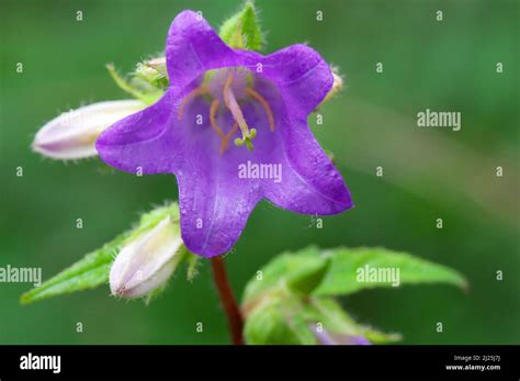 Creeping Bellflower Rampion Bellflower Campanula Rapunculoides