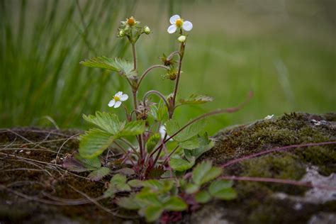 Wild Strawberry Flowers Free Stock Photo Public Domain Pictures