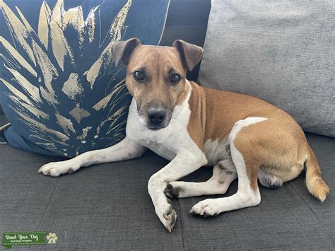 Jack Russell Parson - Stud Dog West Midlands - Breed Your Dog