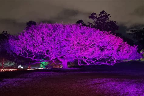 Lightscape Brisbane - Brisbane Kids