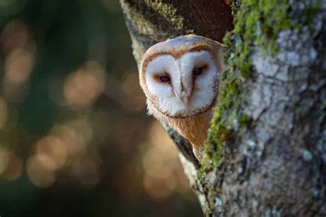 Owls In Louisiana: Catch All 8 Species In The Bayou State