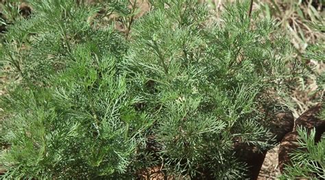 Jednogodišnji pelin Artemisia annua Plantea