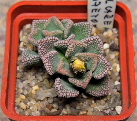 Титанопсис (Titanopsis) виды, фото