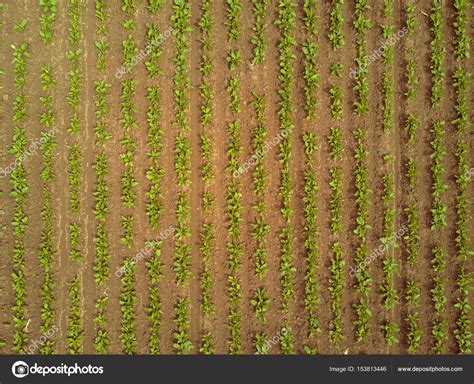 Rows of sugar beet plantation viewed from drone Stock Photo by ©stevanovicigor 153813446