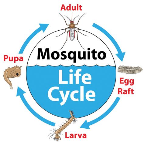 Mosquito Larvae Life Cycle