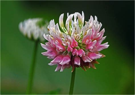 Trifolium hybridum - Изображение особи - Плантариум