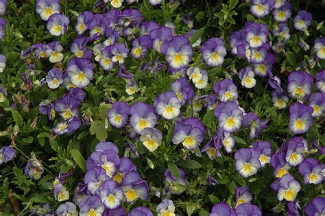 Halo Sky Blue Pansy Viola Cornuta Halo Sky Blue In Richmond Fairfax