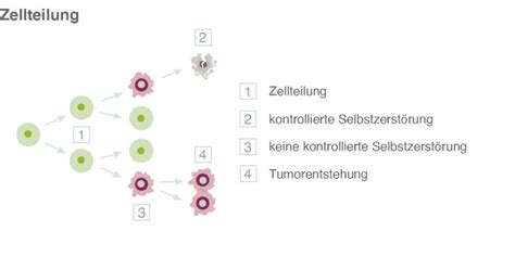 Krebsentstehung Ursachen Risikofaktoren Pflege De