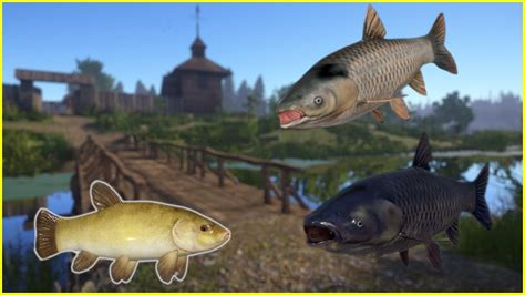 Old Burg Carp Karp No Pva Russian Fishing Rf Spot Mjplay Youtube