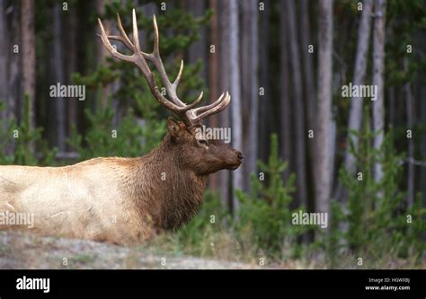 Elk, Yellowstone National Park Stock Photo - Alamy