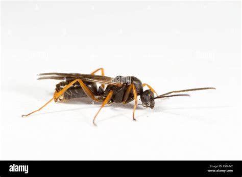 Dusky Ant Formica Fusca Adult Male Photographed Against A White