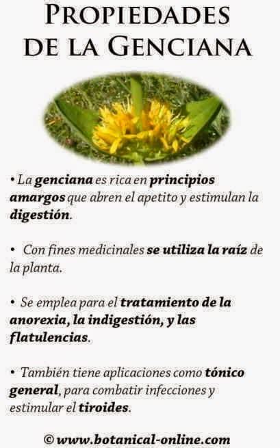 Fichas De Plantas Medicinales Hierbas Aromaticas Y Útiles La Genciana Una Planta Con