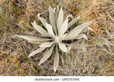 Chingaza National Natural Park Colombia Native Stock Photo