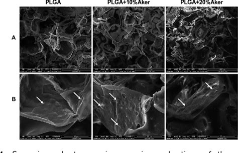 Figure From Bioceramic Akermanite Enhanced Vascularization And