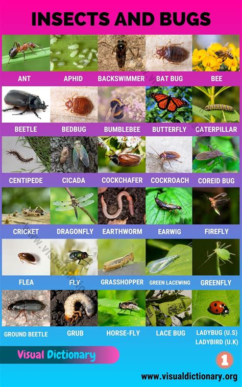 Insects: Best List of 55+ Common Names