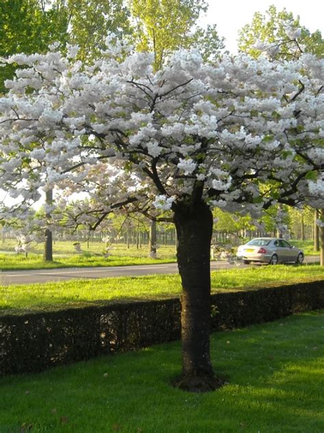 Prunus Serrulata Sh Getsu Rosaceae Van Den Berk Nurseries