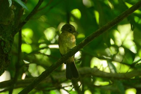 Foto Assanhadinho Myiobius Barbatus Por Jean Jr Barcik Wiki Aves