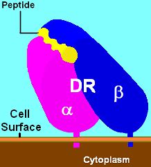 HLA-DR4 - Wikipedia