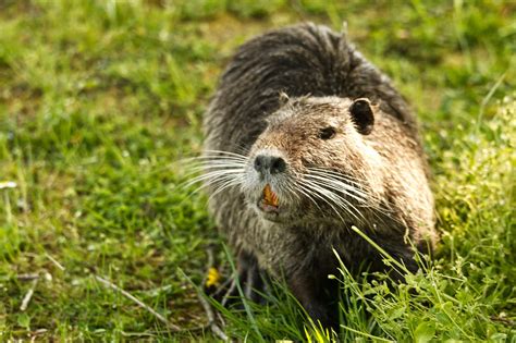 Nutria Roedor Animal Rata Foto Gratis En Pixabay Pixabay