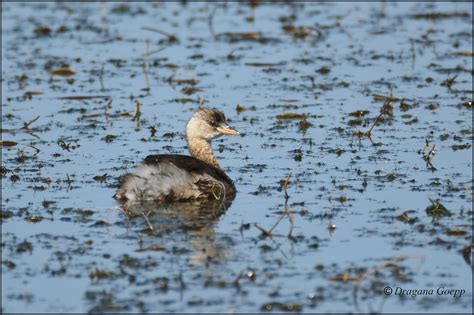 Grèbe castagneux Oiseaux de france