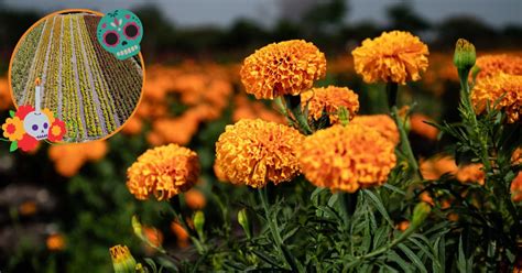 Listos Los Productores De Flor De Cempas Chil Para Este D A De Muertos