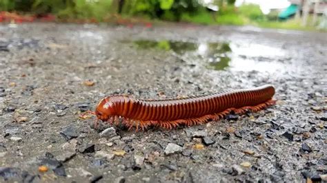 Millipede - Facts, Size, Diet, Pictures - All Animal Facts